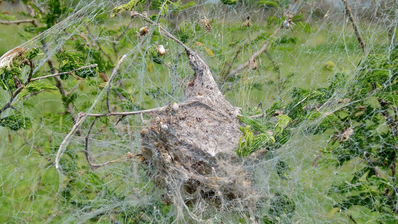 A velvet spider nest. (Image: Bernard Dupont/Wikimedia)
